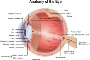 13819012 - anatomy of the eye